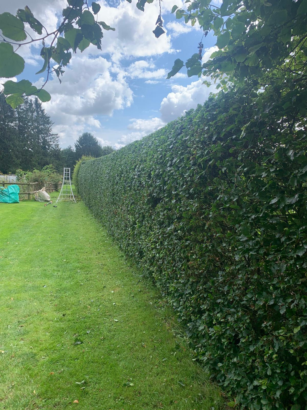 A long beech hedge trimmed to a crisp, level top with clean sides and the lawn swept down
