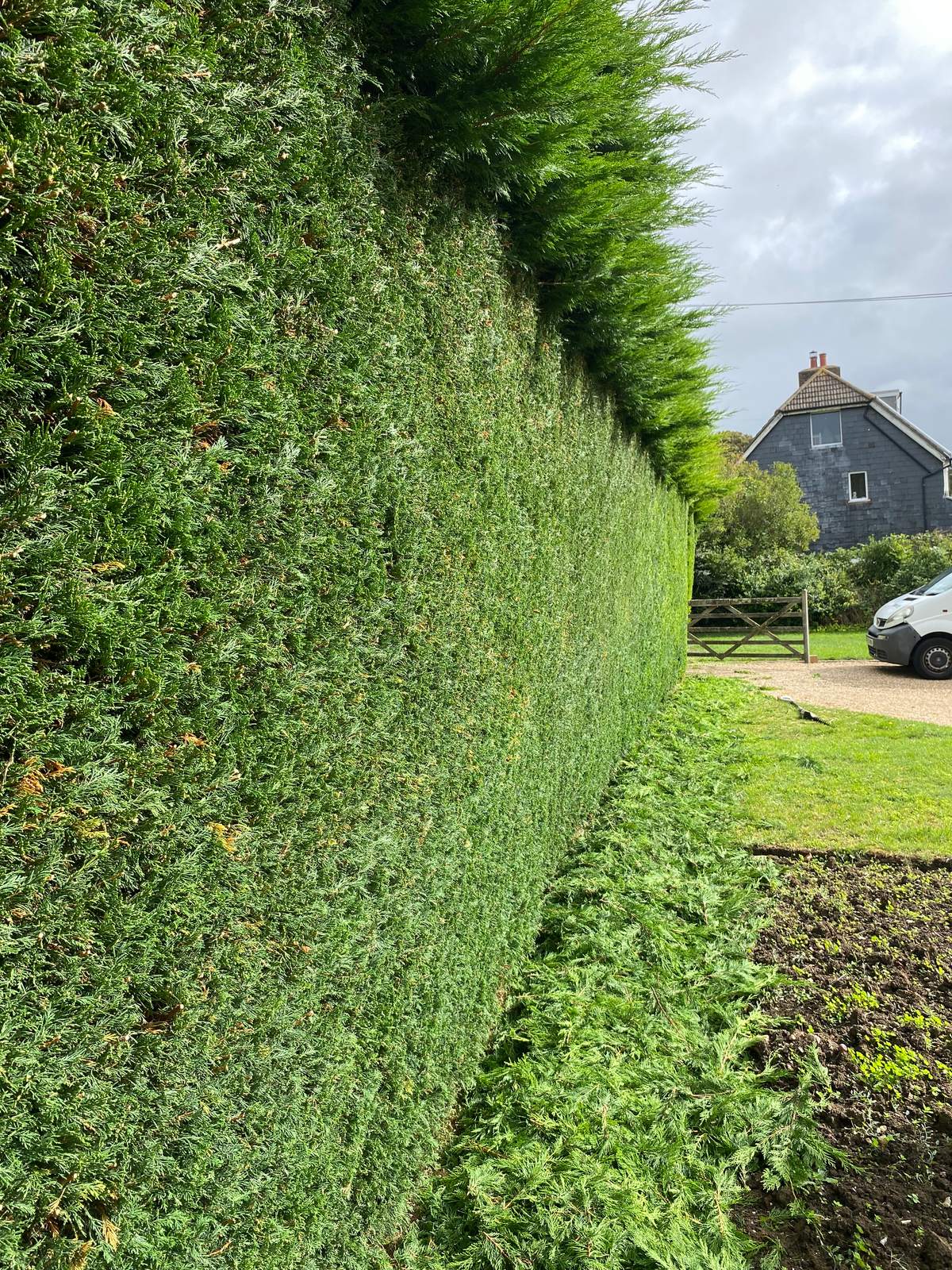 A mature conifer hedge cut back to a straight, even face with the trimmings on the ground below