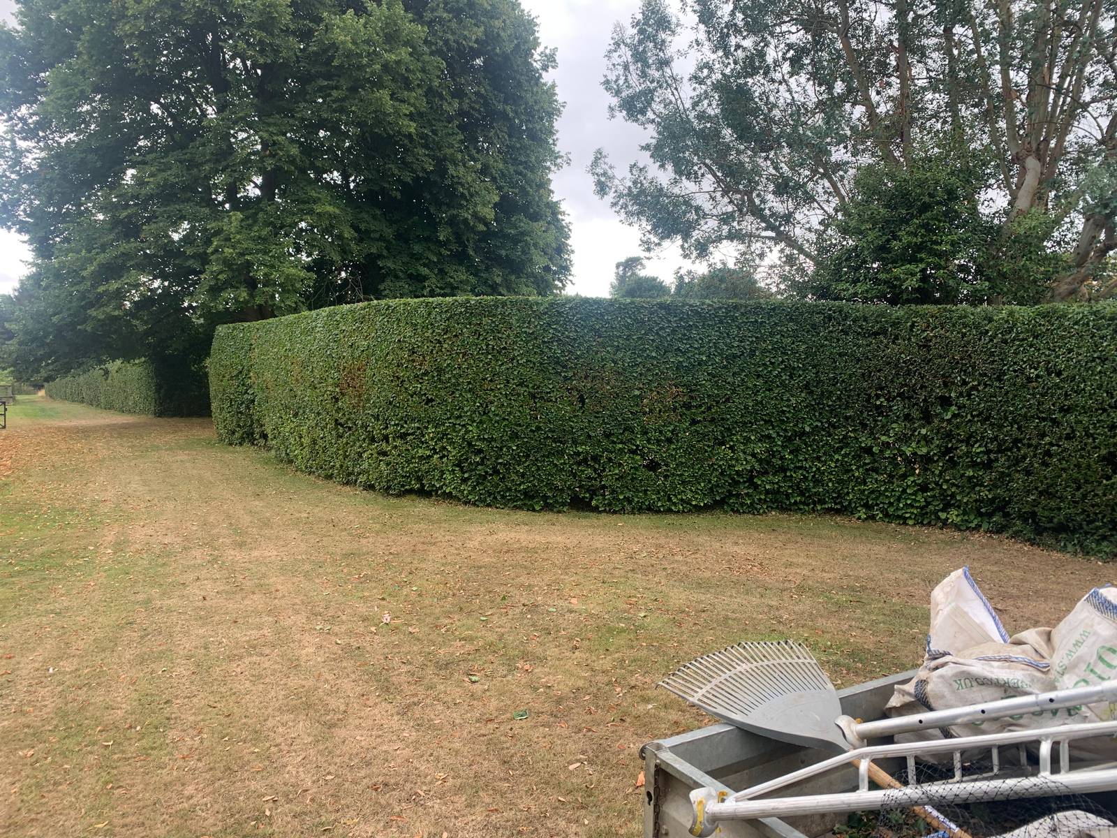 A long hedge cut back and the ground raked clear, with the cuttings bagged up and loaded for removal