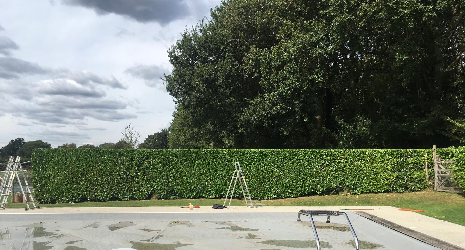 A long, straight laurel hedge cut square and level along its full length in a Sussex garden